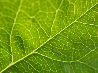 fresh green leaf of closeup