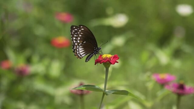 common mime butterfly feeding on a red zinnia flower in the garden