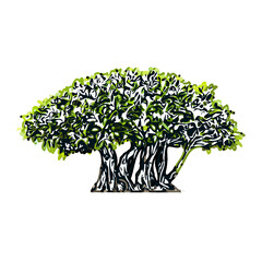 color sketch of a bonsai plant with transparent background