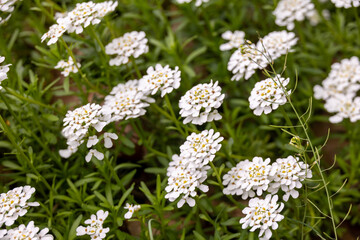 Candytuft (Iberis sempervirens) Flowers