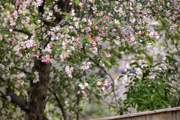 Blossoming Apple Tree