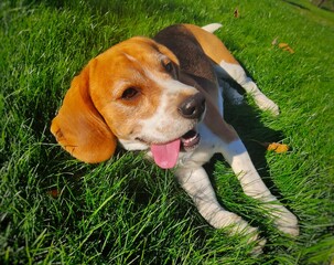 Happy tired beagle dog on the lawn with tongue on side