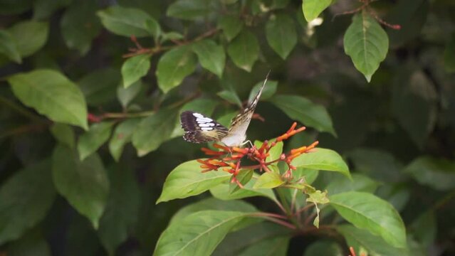 clipper butterfly feeding on some firebush flowers in the garden