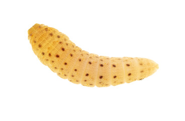 Caterpillar isolated on white background.