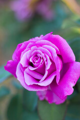 Close-up of pink rose with defocused background.