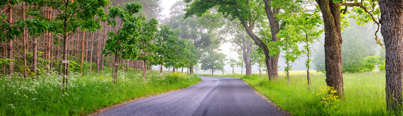 Panoramic view of the curving asphalt road in foggy natural park.