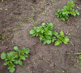 Green tops of potatoes in the ground.
