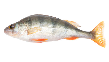 Fototapeta premium Perch fish isolated on a white background.