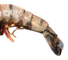 King prawn tail isolated on white background.