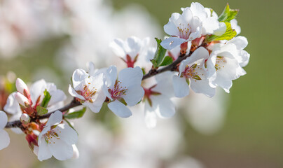 Flowers on a cherry tree in spring.