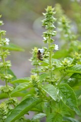 Sprigs of green flowering basil and wasp