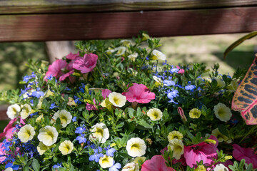 Arrangement of Pale Pink, Yellow, and Blue Flowers