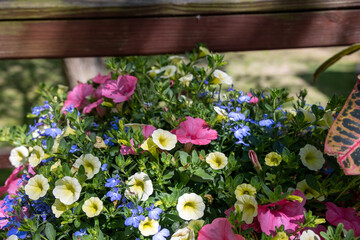 Fototapeta na wymiar Arrangement of Pale Pink, Yellow, and Blue Flowers