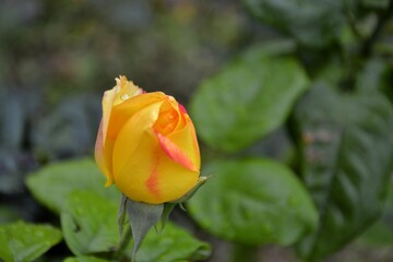 Yellow rose with leaves on green background. perfect flower. view from above