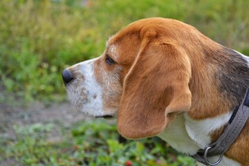 Beagle looking away