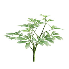 3d illustration of shrubs isolated on transparent background