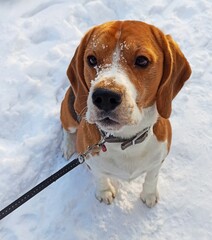 Photo of a beautiful thoroughbred beagle who sits on the snow