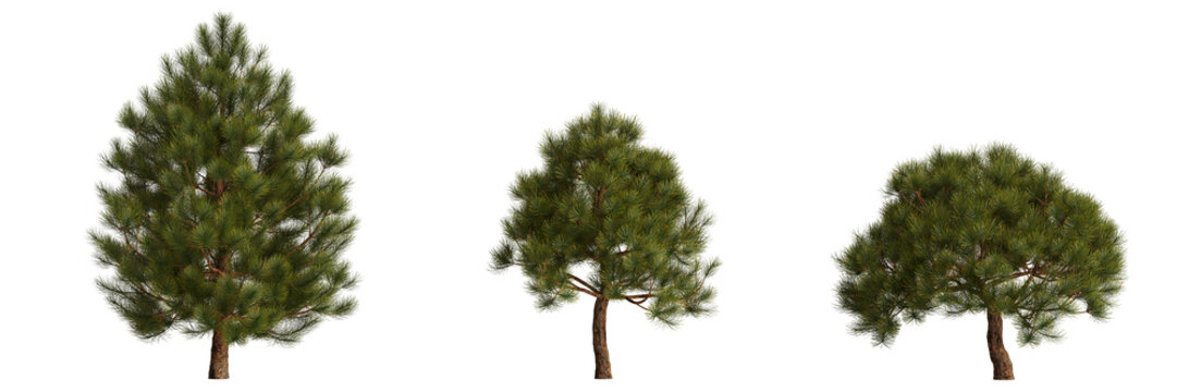 3d illustration of set pinus mugo tree isolated on transparent background