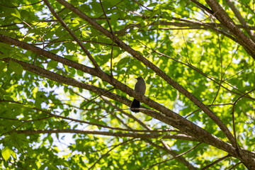 A Catbird (Dumetella carolinensis) Sits on a Branch