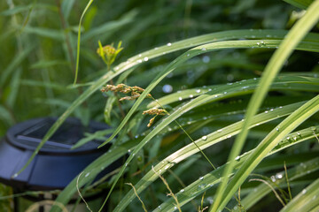 Drops of Dew on Grass in a Garden