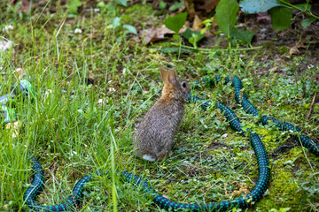 Baby Rabbit in an Overgrown Lawn
