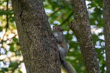 Naklejka na ściany i meble Squirrel on a Tree in Connecticut