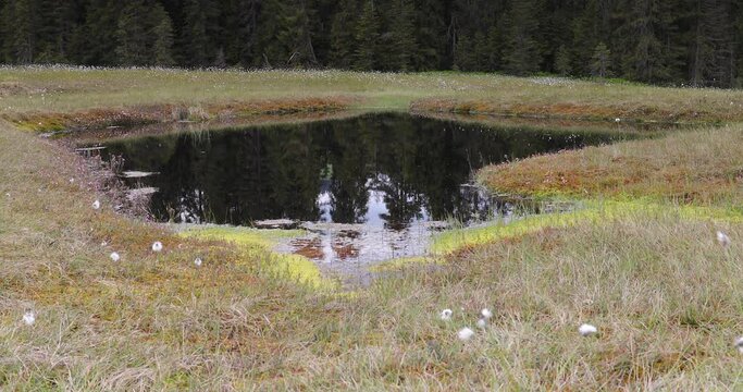 Active peat bogs, Molhasurile de la Izbuce in Apuseni Natural Mountains Park with clouds an spruce forest reflected on water lake. Black lakes are considered The Black Eyes of Nature. 4k video