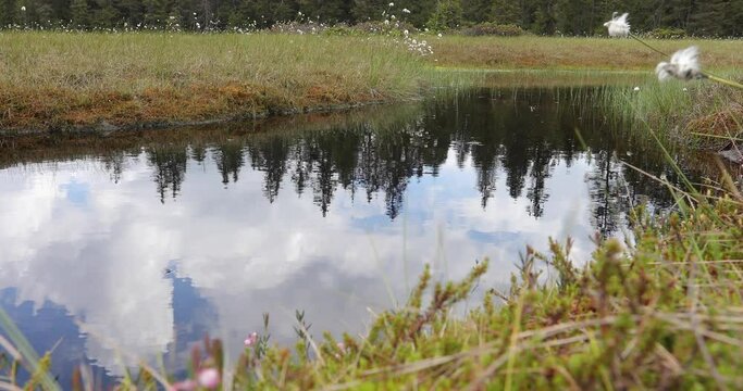 Active peat bogs, Molhasurile de la Izbuce in Apuseni Natural Mountains Park with clouds an spruce forest reflected on water lake. Black lakes are considered The Black Eyes of Nature. 4k video