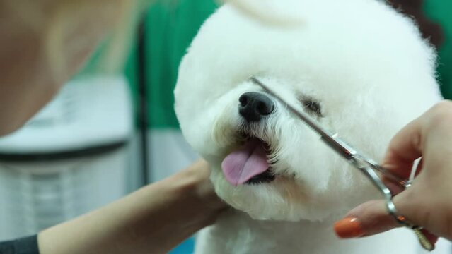 Groomer woman trims the hair on the muzzle of a white bichon frize dog with thinning scissors. Pet care.