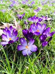 Tender purple crocuses on a bright sunny spring day