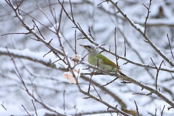 Gray-faced Woodpecker. Gray-headed Woodpecker. Picus canus. A female green woodpecker sits on branches covered with snow in a winter garden. Woodpecker sits on a branch to which a piece of fat is tied