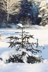 Small fir tree covered with snow on a sunny winter day against the backdrop of a forest. Snow-covered Christmas tree in sunlight. Lonely young spruce in a winter landscape. Vertical.