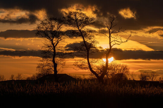 Two lonely trees against the background of the sunset