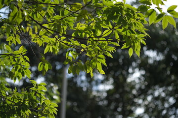 若葉が揺れ始める季節