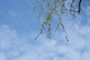青空に揺れる柳の若葉