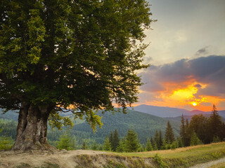 Old big beech tree in the mountains