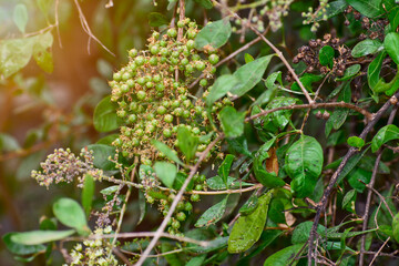 Henna ( Lawsonia inermis) leaves, fruit and flower, Indian medicinal herbs