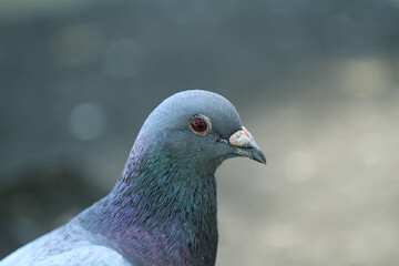 公園の鳩
