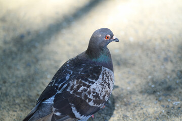 公園の鳩
