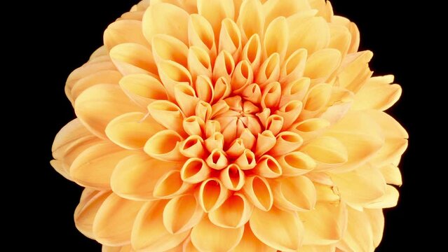 Dahlia Blossoms. Time Lapse of Opening Beautiful Yellow Dahlia Flower on Black Background. 