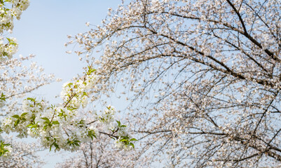 white cherry blossoms in spring