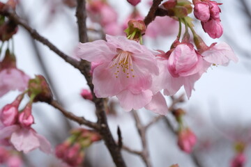俯く桜