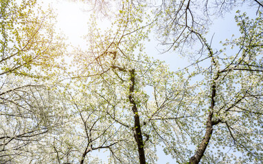 white cherry blossoms in spring
