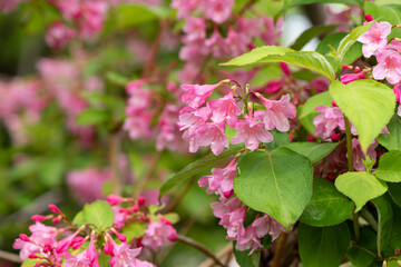 満開のタニウツギ