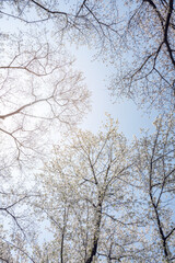 white cherry blossoms in spring