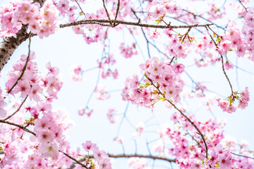 pink cherry blossoms in spring