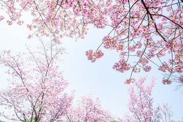 pink cherry blossoms in spring
