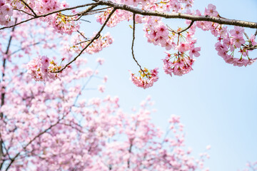 pink cherry blossoms in spring