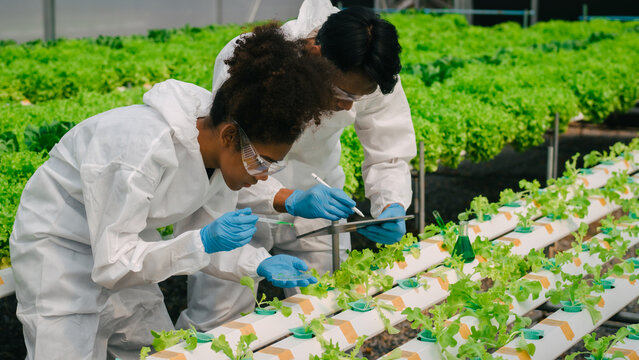 African American Plant Genetic Expert researcher and friends testing quality and bacteria contained in the mixture of water in a closed greenhouse hydroponic vegetable garden