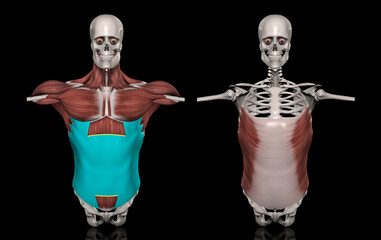 人体の胴部筋肉（外腹斜筋）
